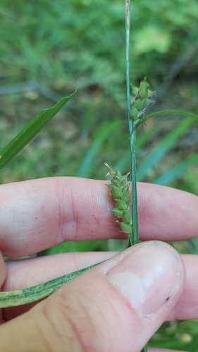 Carex houghtoniana, 2026-08-15