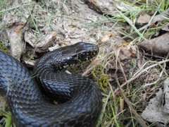 Hierophis viridiflavus carbonarius