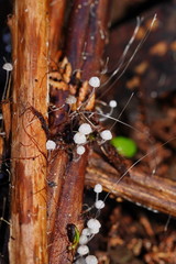 Mycena albidocapillaris