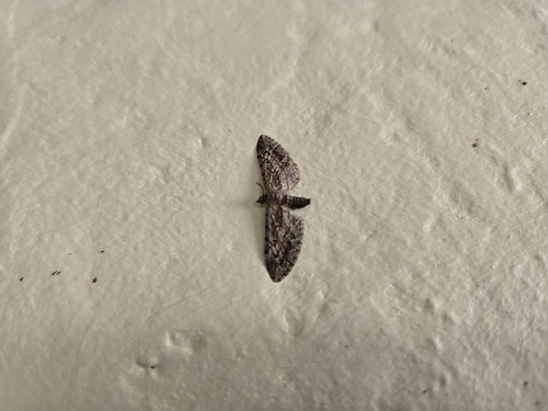 iNaturalist observation photo of Pug Moths & Allies