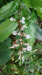 Alpinia intermedia