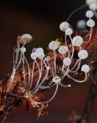 Mycena albidocapillaris