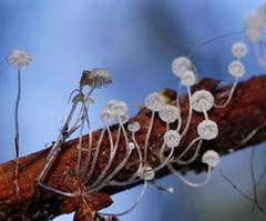 Mycena albidocapillaris