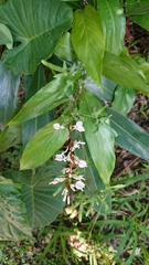 Alpinia intermedia