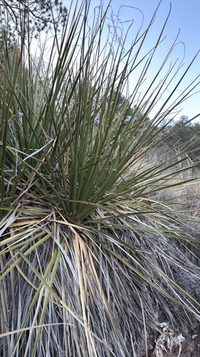 Foothill Beargrass