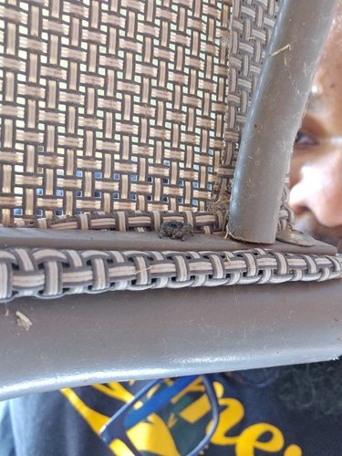 Bold Jumping Spider