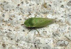 Xerophloea