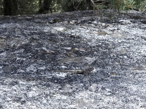 iNaturalist observation photo of Common Sagebrush Lizard