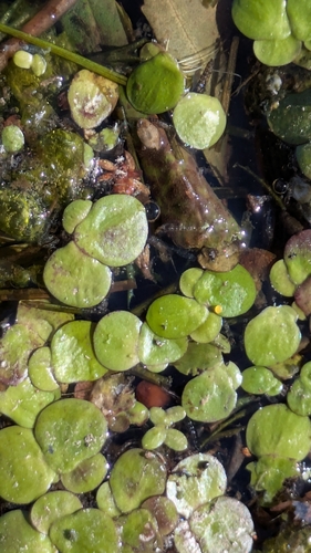 greater duckweed