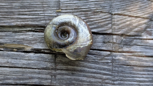 Great Ram's-horn