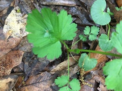 Geum vernum