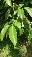 Diospyros morrisiana
