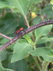 Rhodobaenus