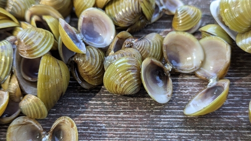 Asian Clam