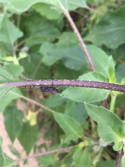 Rhodobaenus