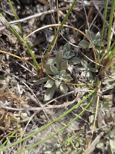 Antennaria microphylla observed 2026-08-17