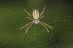 Argiope dang