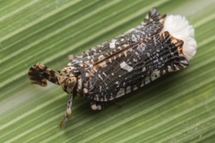 Elasmoscelis perforata