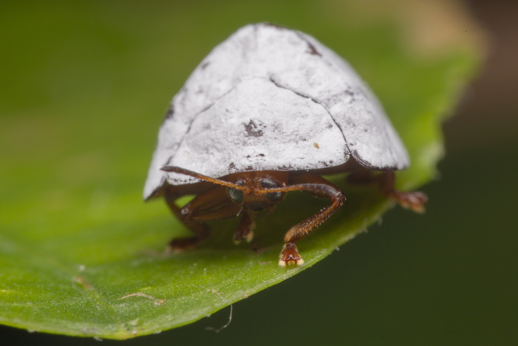 Curry-leaf Tortoise Beetle