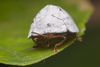 Curry-leaf Tortoise Beetle - Photo (c) budak, some rights reserved (CC BY-NC), uploaded by budak