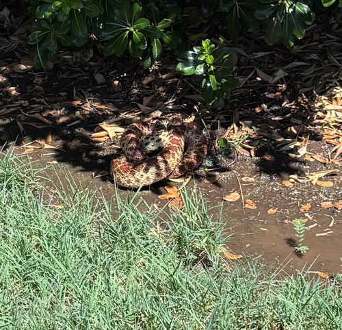 Pacific Gopher Snake