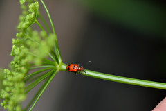 Neolema quadriguttata