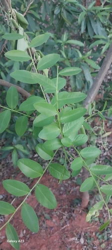 Pterogyne nitens observed 2026-08-17