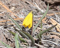 Fritillaria pudica
