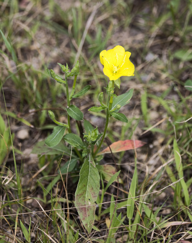 Oenothera parviflora, photograph 5