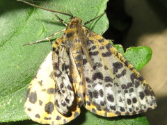 Arichanna melanaria