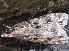 Eudonia puellaris