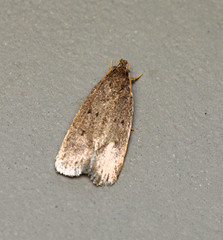 Autosticha kyotensis