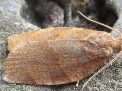 Pandemis cinnamomeana