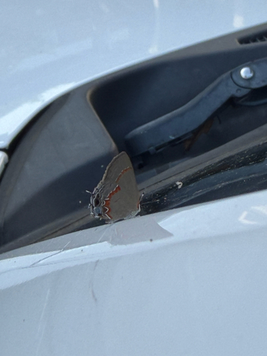 Red-banded Hairstreak
