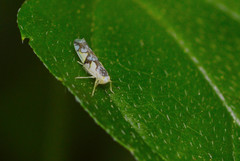 Protalebrella conica