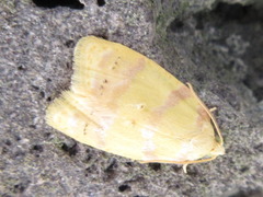 Acleris leechi