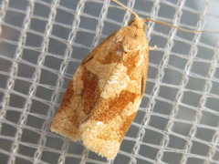 Archips nigricaudana
