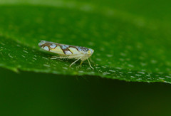 Protalebrella conica