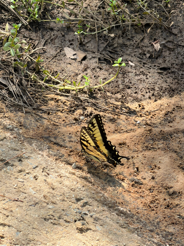 Eastern Tiger Swallowtail