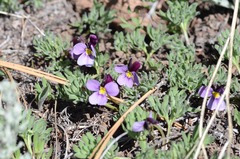 Viola beckwithii