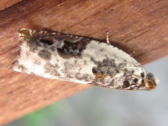 Ancylis amplimacula