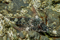 Bellapiscis lesleyae