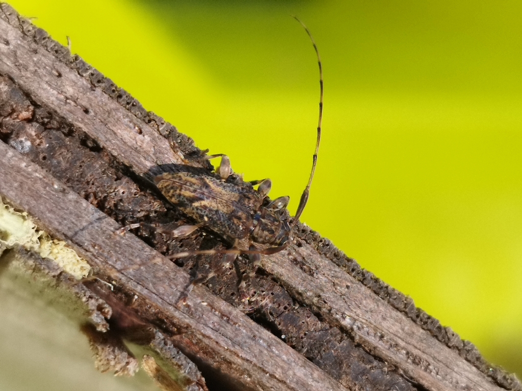 Lophopoeum carinatulum