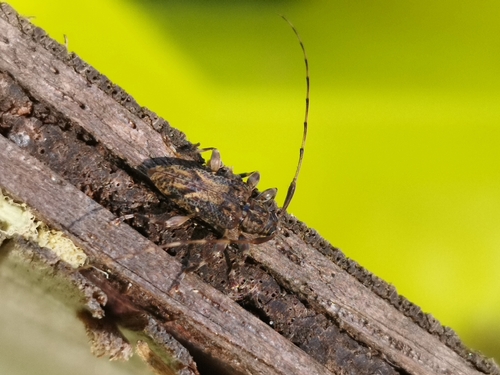 Lophopoeum carinatulum