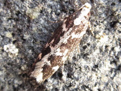Aroga mesostrepta