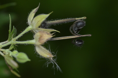 Geranium carolinianum carolinianum