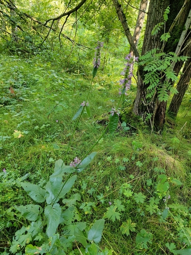 Наблюдение на iNaturalist