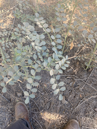 Hosackia crassifolia, photograph 3