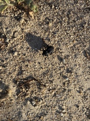 Microschatia inaequalis