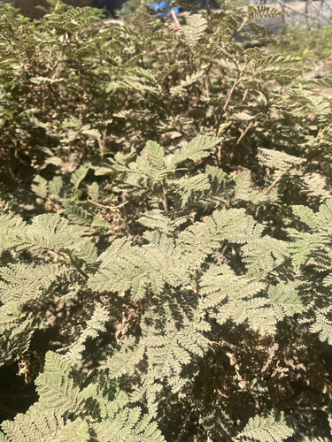 Chamaebatia foliolosa, photograph 2
